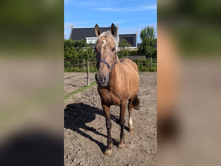 Meer warmbloeden Mix Merrie 9 Jaar 156 cm Palomino in Wijk en aalburg