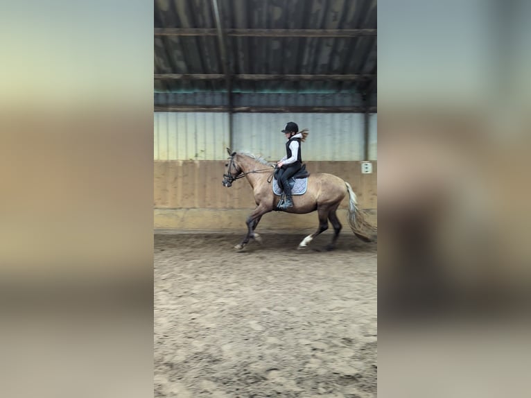 Meer warmbloeden Mix Merrie 9 Jaar 156 cm Palomino in Wijk en aalburg