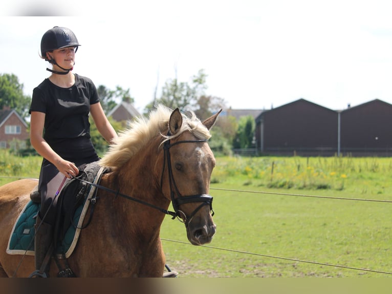 Meer warmbloeden Mix Merrie 9 Jaar 156 cm Palomino in Wijk en aalburg