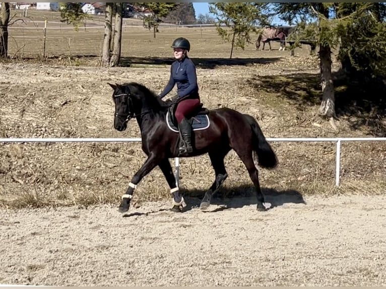 Meer warmbloeden Merrie 9 Jaar 158 cm Zwart in Pelmberg