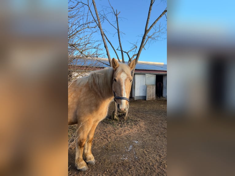 Meer warmbloeden Merrie 9 Jaar 160 cm Palomino in Rennertshofen