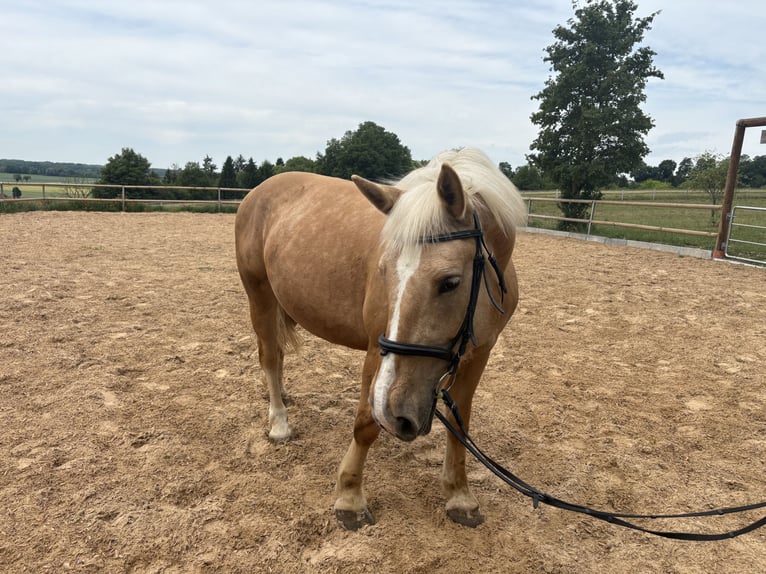 Meer warmbloeden Merrie 9 Jaar 160 cm Palomino in Rennertshofen