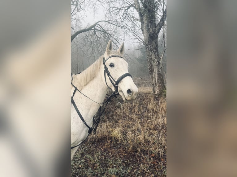 Meer warmbloeden Merrie 9 Jaar 160 cm Schimmel in Pelmberg