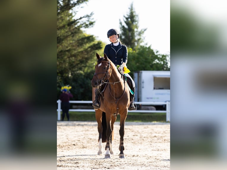 Meer warmbloeden Merrie 9 Jaar 163 cm Roodbruin in Tori