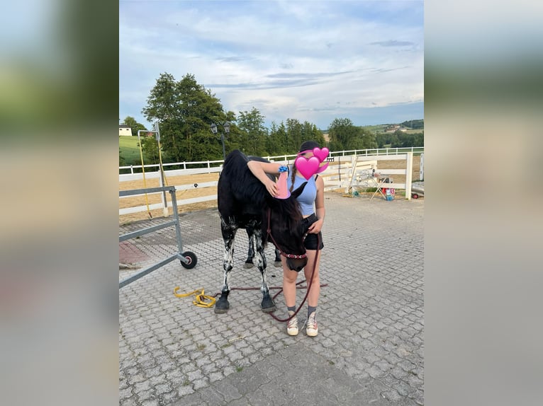 Meer warmbloeden Merrie 9 Jaar 163 cm Zwartbruin in Wolfsbach
