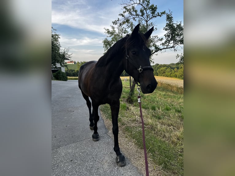 Meer warmbloeden Merrie 9 Jaar 163 cm Zwartbruin in Wolfsbach