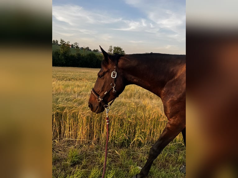 Meer warmbloeden Merrie 9 Jaar 163 cm Zwartbruin in Wolfsbach