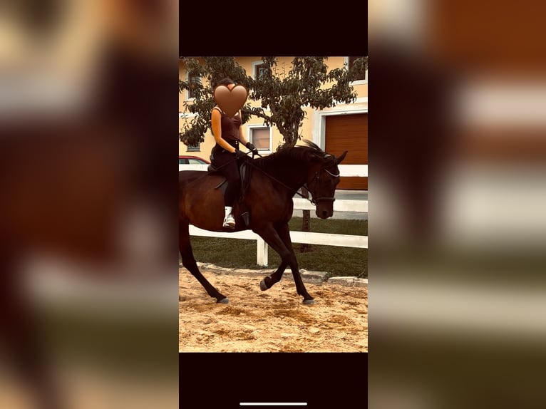 Meer warmbloeden Merrie 9 Jaar 163 cm Zwartbruin in Wolfsbach