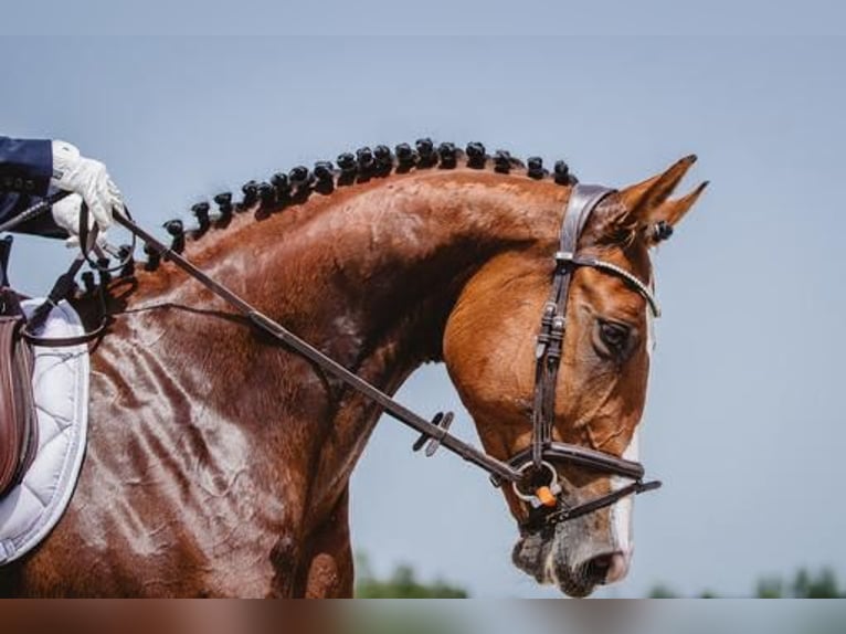 Meer warmbloeden Merrie 9 Jaar 165 cm Bruin in Feliksów