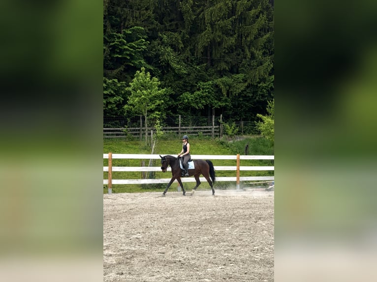 Meer warmbloeden Merrie 9 Jaar 165 cm Donkerbruin in Villach