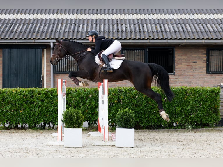 Meer warmbloeden Merrie 9 Jaar 165 cm Donkerbruin in Waddinxveen Meer warmbloeden Merrie 9 Jaar 165 cm Donkerbruin in Waddinxveen