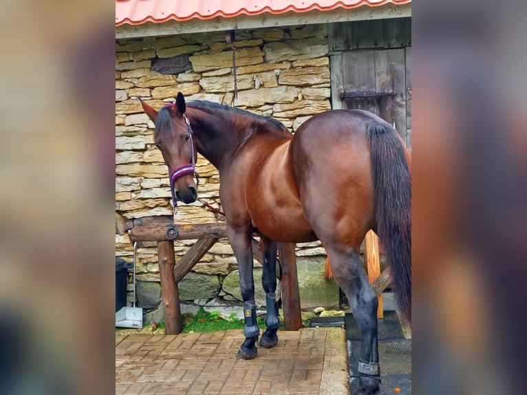 Meer warmbloeden Merrie 9 Jaar 165 cm Roodbruin in Vilnius