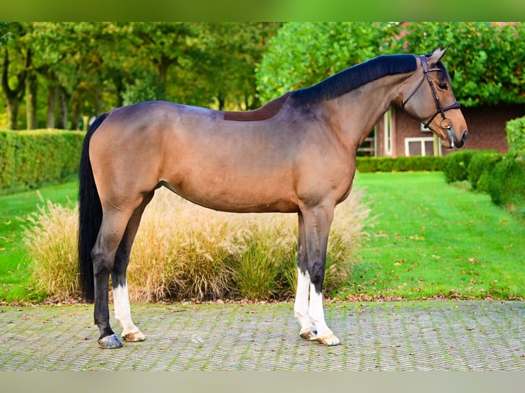 Meer warmbloeden Merrie 9 Jaar 168 cm Bruin in Bladel