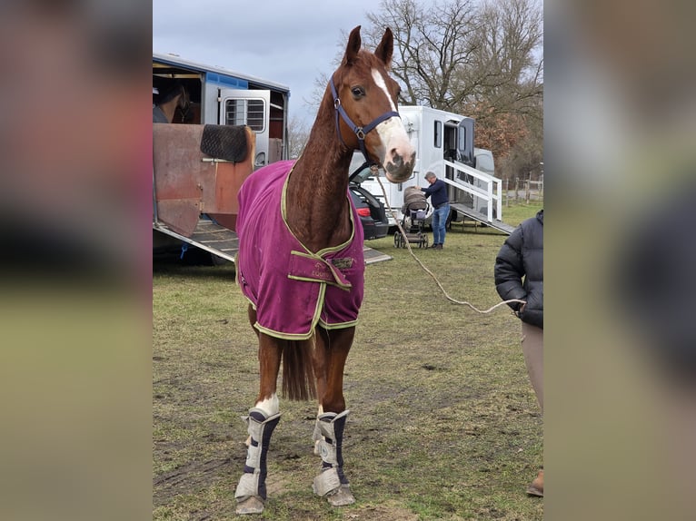 Meer warmbloeden Merrie 9 Jaar 168 cm Donkere-vos in Braunschweig