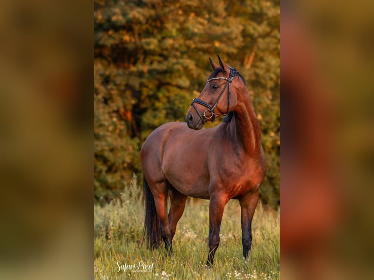 Meer warmbloeden Merrie 9 Jaar 169 cm Bruin in Bedburg-Hau