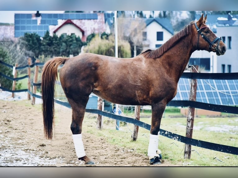 Meer warmbloeden Merrie 9 Jaar 175 cm Donkere-vos in Trzebnica
