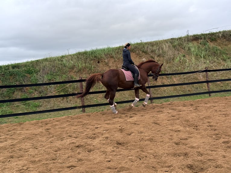 Meer warmbloeden Merrie 9 Jaar 175 cm Donkere-vos in Trzebnica