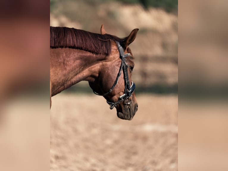 Meer warmbloeden Merrie 9 Jaar 175 cm Donkere-vos in Trzebnica