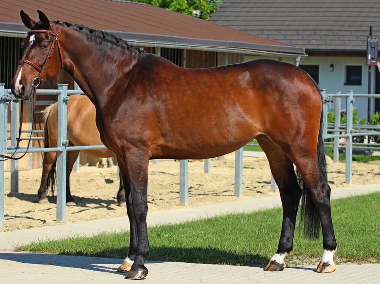 Meer warmbloeden Merrie 9 Jaar 178 cm Bruin in Traisen
