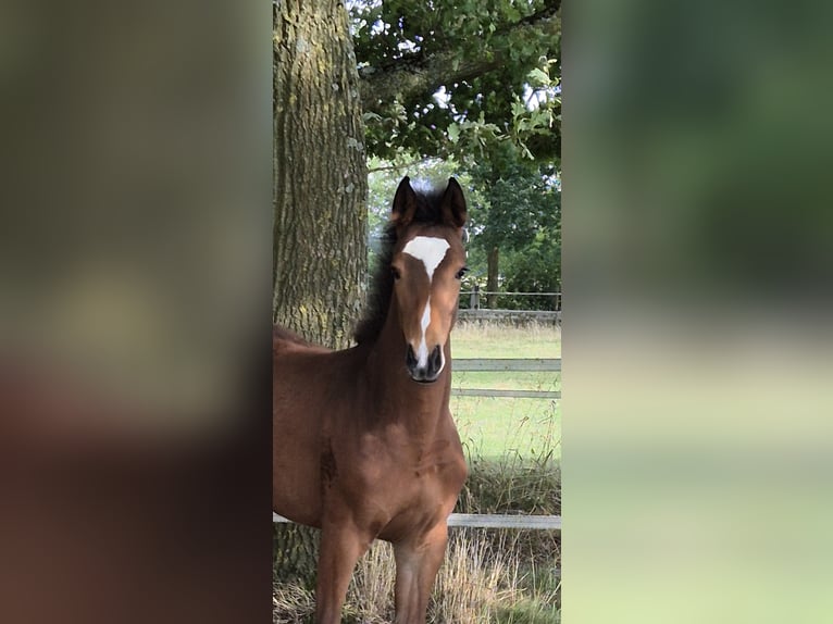Meer warmbloeden Merrie Veulen (04/2026) 165 cm Bruin in Rosendahl