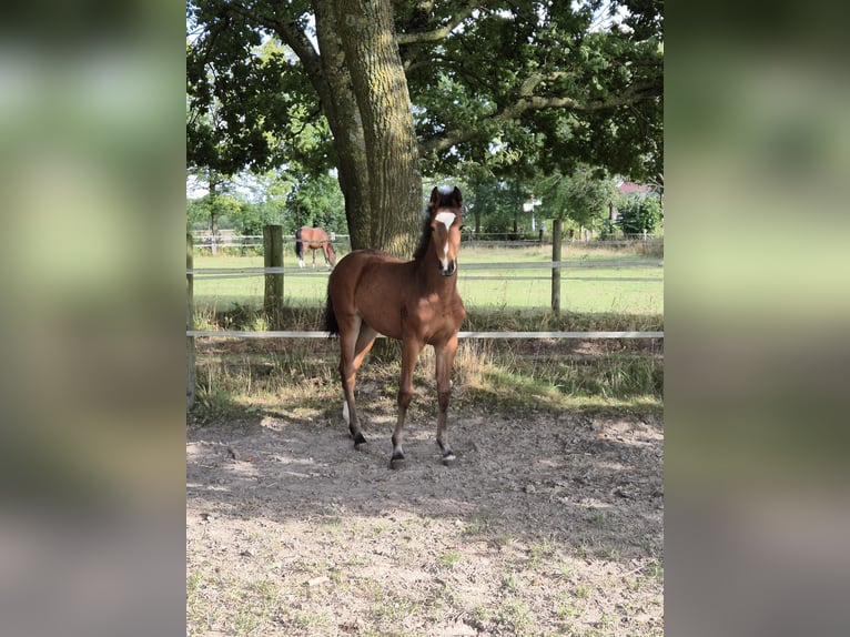 Meer warmbloeden Merrie Veulen (04/2026) 165 cm Bruin in Rosendahl