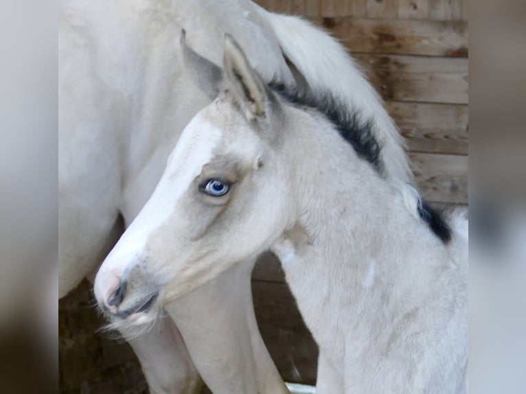 Meer warmbloeden Merrie Veulen (03/2026) 165 cm Gevlekt-paard in Borgentreich