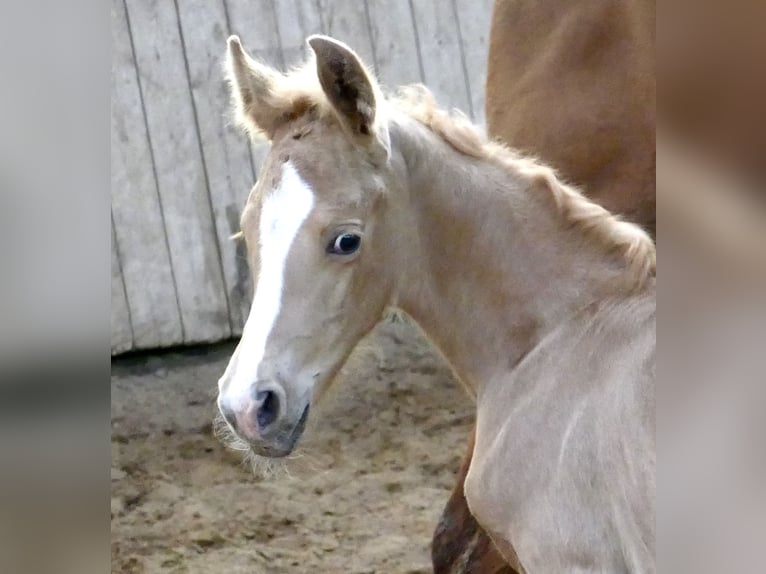 Meer warmbloeden Merrie Veulen (02/2026) 167 cm Palomino in Borgentreich