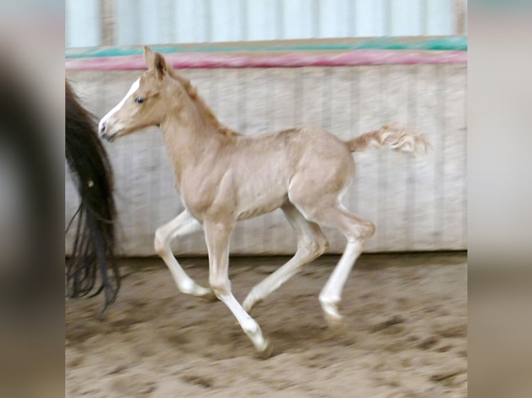 Meer warmbloeden Merrie Veulen (02/2026) 167 cm Palomino in Borgentreich