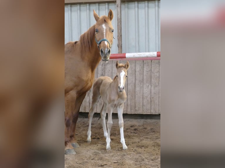 Meer warmbloeden Merrie Veulen (02/2026) 167 cm Palomino in Borgentreich