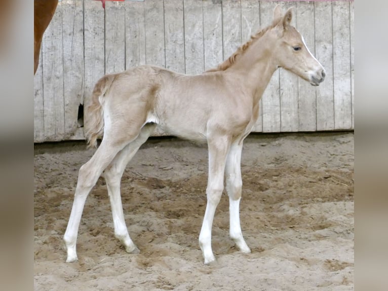 Meer warmbloeden Merrie Veulen (02/2026) 167 cm Palomino in Borgentreich