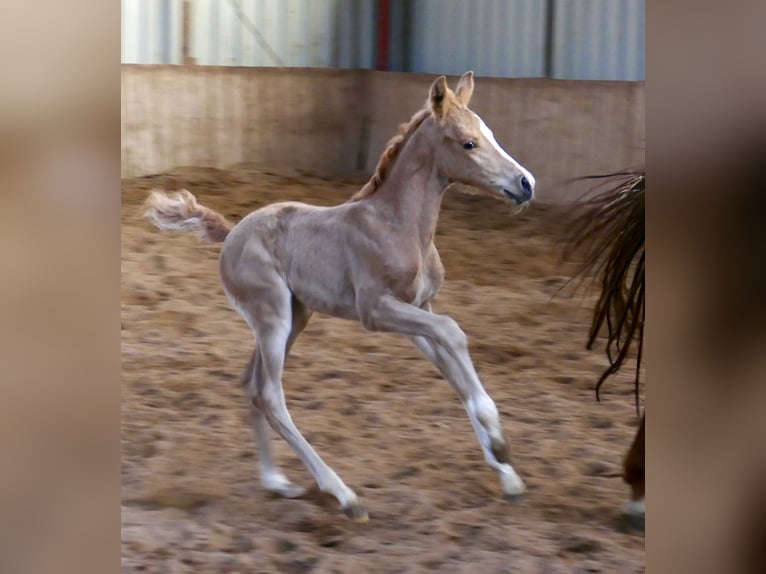 Meer warmbloeden Merrie Veulen (02/2026) 167 cm Palomino in Borgentreich