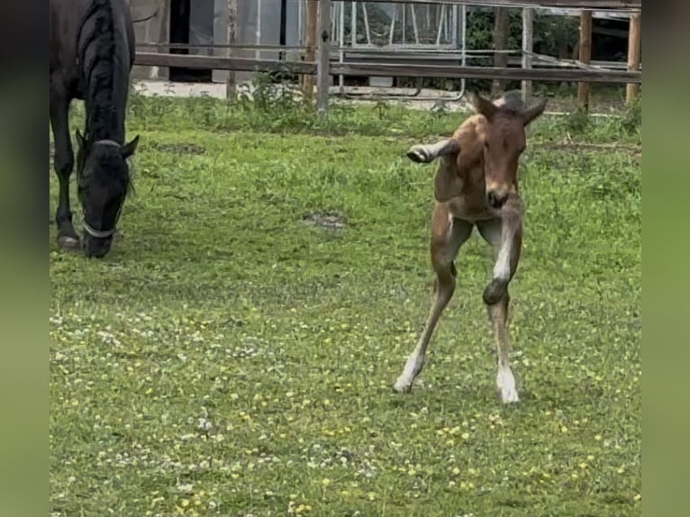 Meer warmbloeden Merrie Veulen (05/2025) 168 cm Bruin in Sottrum