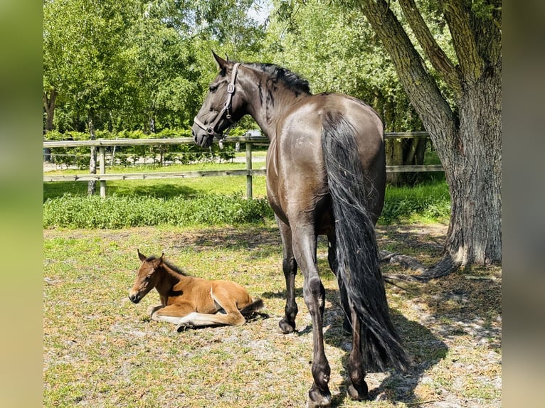 Meer warmbloeden Merrie Veulen (05/2025) 168 cm Bruin in Sottrum