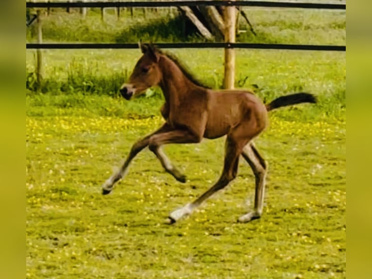 Meer warmbloeden Merrie Veulen (05/2025) 168 cm Bruin in Sottrum