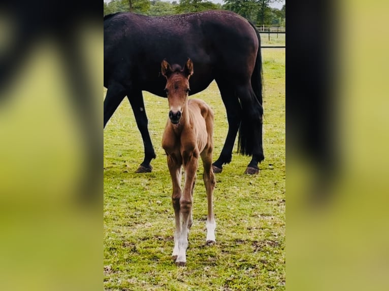 Meer warmbloeden Merrie Veulen (05/2025) 168 cm Bruin in Sottrum