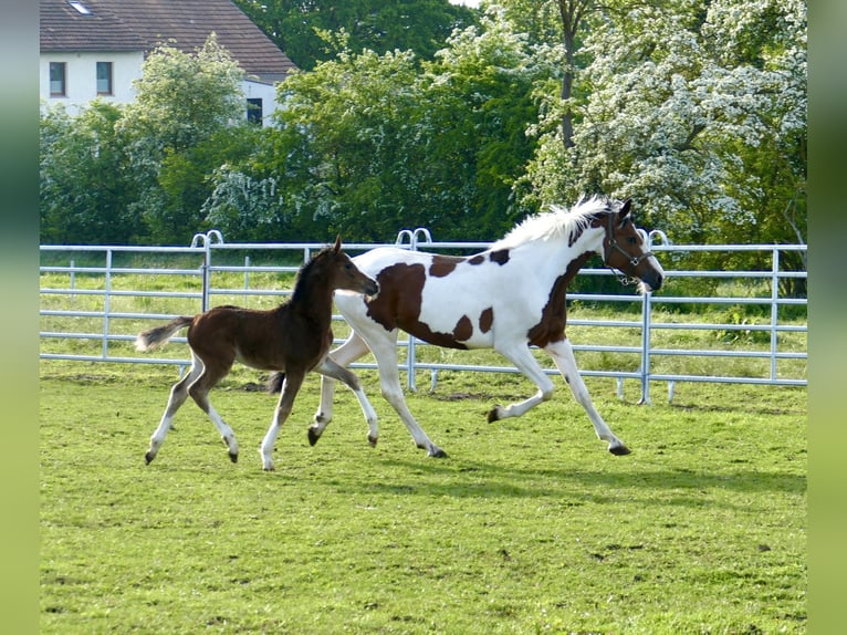 Meer warmbloeden Merrie Veulen (03/2026) 168 cm Bruin in Borgentreich