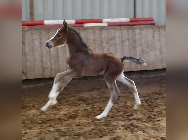 Meer warmbloeden Merrie Veulen (03/2026) 168 cm Bruin in Borgentreich