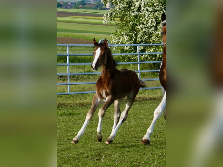 Meer warmbloeden Merrie Veulen (03/2026) 168 cm Bruin in Borgentreich