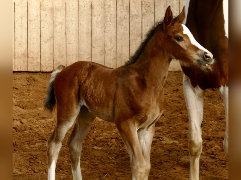 Meer warmbloeden Merrie Veulen (03/2026) 168 cm Bruin in Borgentreich