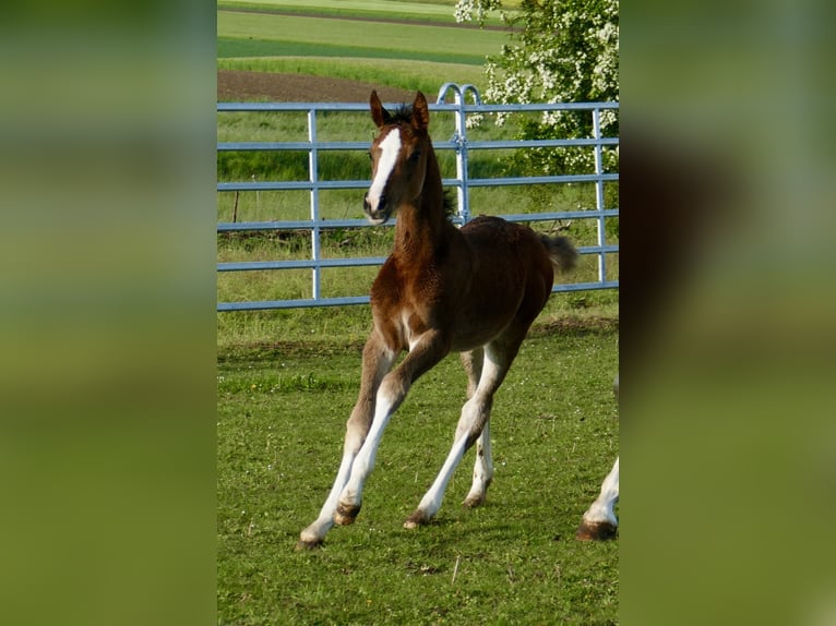 Meer warmbloeden Merrie Veulen (03/2026) 168 cm Bruin in Borgentreich