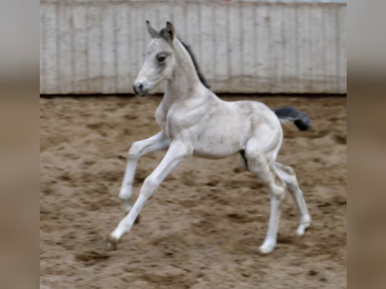 Meer warmbloeden Merrie Veulen (04/2026) 168 cm Buckskin in Borgentreich
