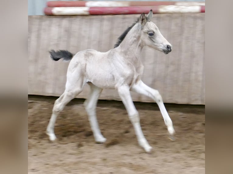 Meer warmbloeden Merrie Veulen (04/2026) 168 cm Buckskin in Borgentreich