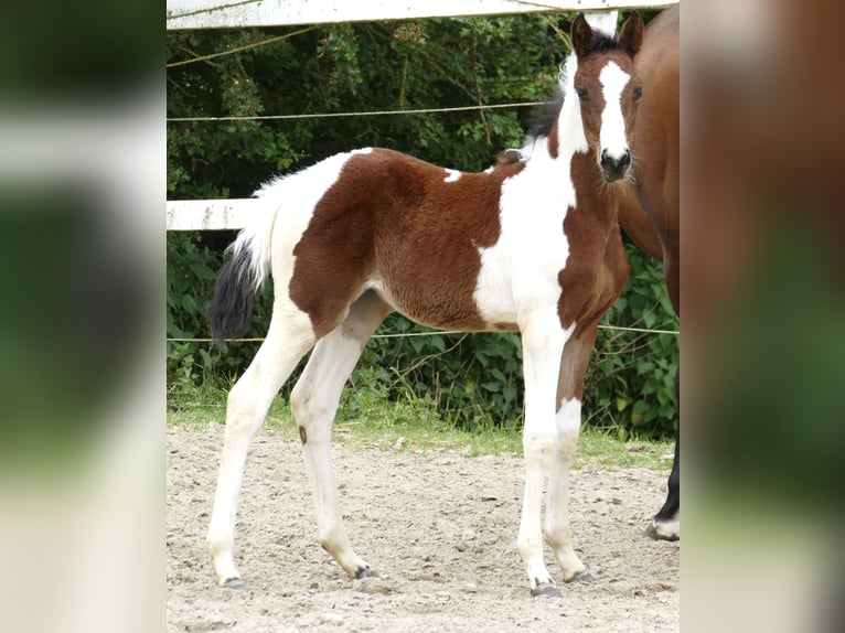 Meer warmbloeden Merrie veulen (03/2024) 168 cm Gevlekt-paard in Borgentreich