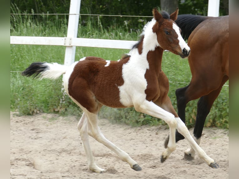 Meer warmbloeden Merrie veulen (03/2024) 168 cm Gevlekt-paard in Borgentreich