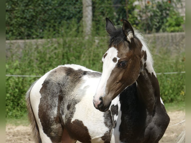 Meer warmbloeden Merrie veulen (04/2024) 168 cm Gevlekt-paard in Borgentreich