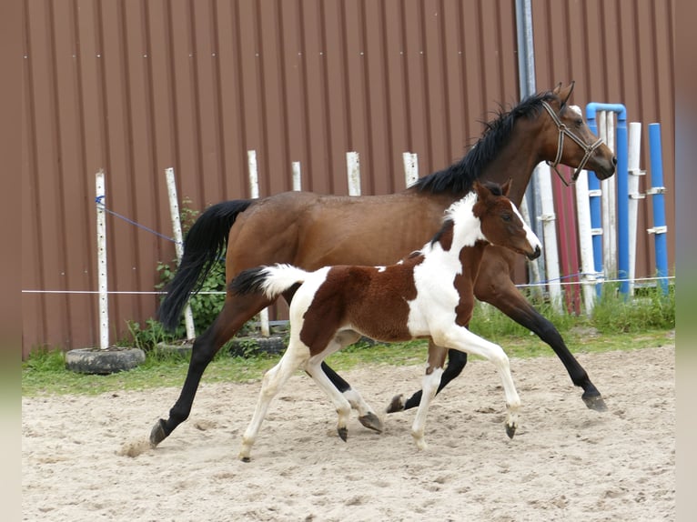 Meer warmbloeden Merrie veulen (03/2024) 168 cm Gevlekt-paard in Borgentreich