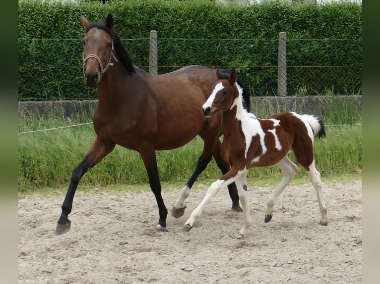 Meer warmbloeden Merrie veulen (03/2024) 168 cm Gevlekt-paard in Borgentreich