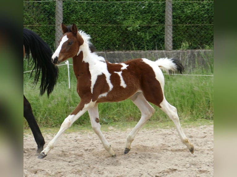 Meer warmbloeden Merrie veulen (03/2024) 168 cm Gevlekt-paard in Borgentreich