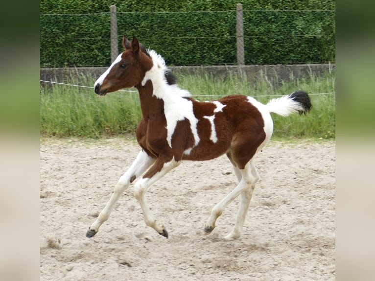 Meer warmbloeden Merrie veulen (03/2024) 168 cm Gevlekt-paard in Borgentreich