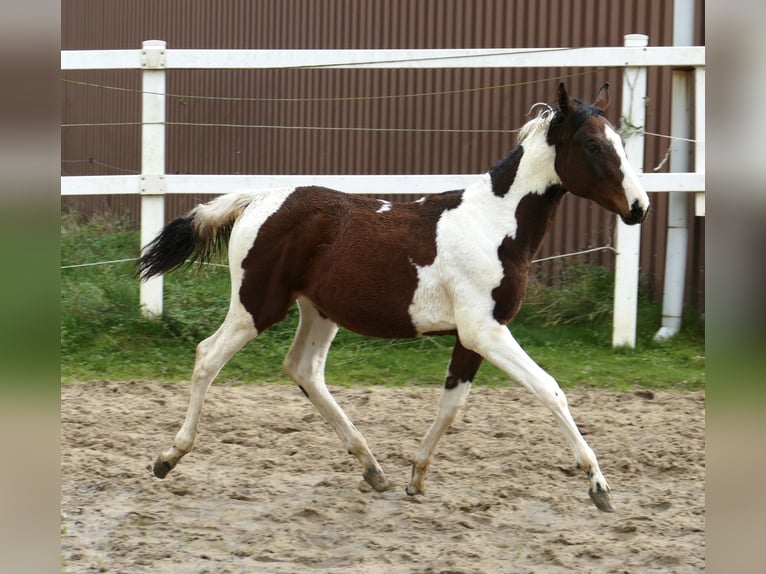 Meer warmbloeden Merrie veulen (03/2024) 170 cm Gevlekt-paard in Borgentreich